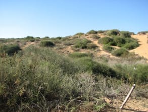 נתניה%20-%20שמורת%20אירוס%20הארגמן%20,%20נתניה